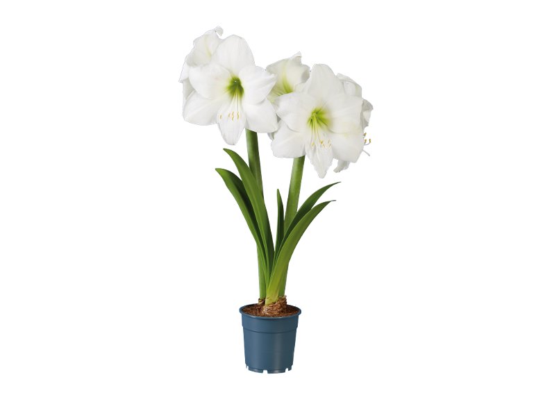 Amaryllis 2 tiges