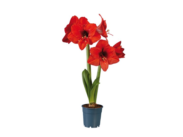 Amaryllis 2 tiges