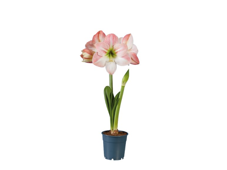 Amaryllis 2 tiges