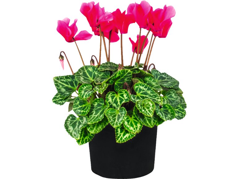 Gros Chrysanthème