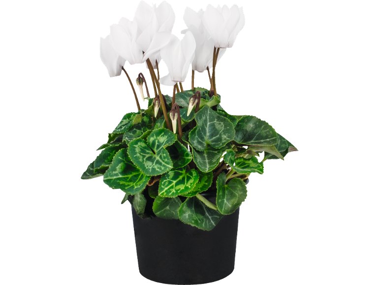 Gros Chrysanthème
