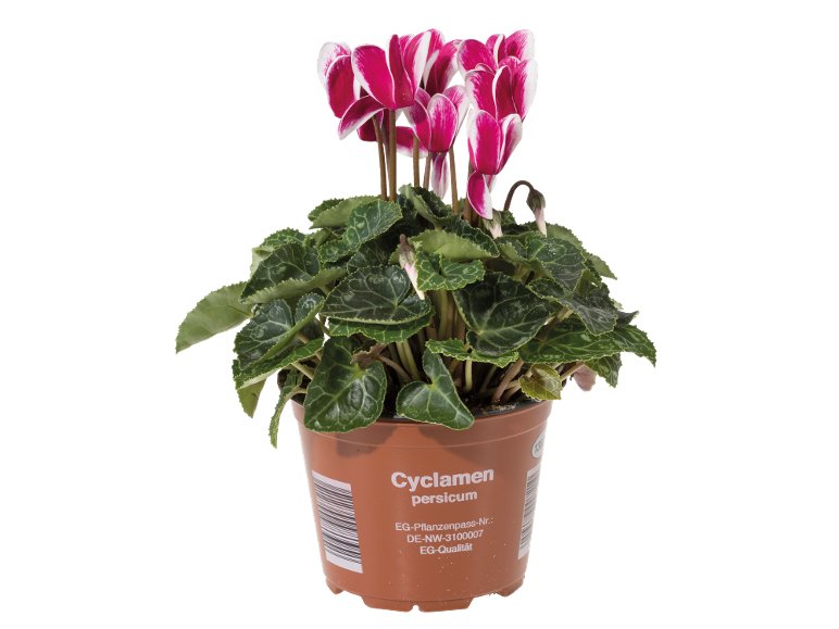 mini Cyclamen
