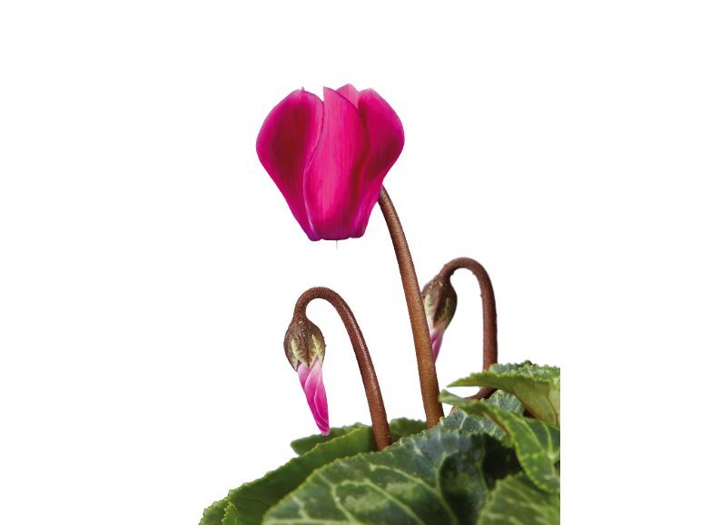Mini Cyclamen