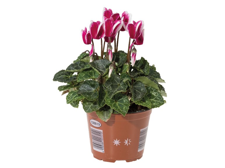 mini Cyclamen