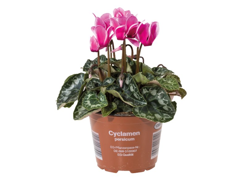 mini Cyclamen
