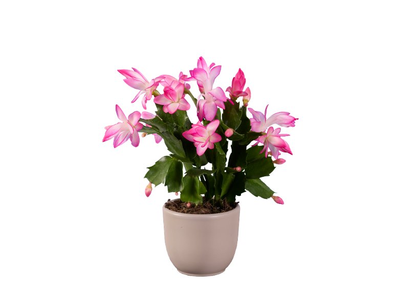Cactus de Noël