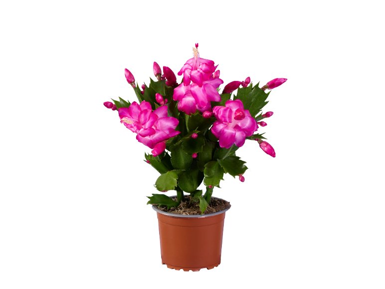 Cactus de Noël