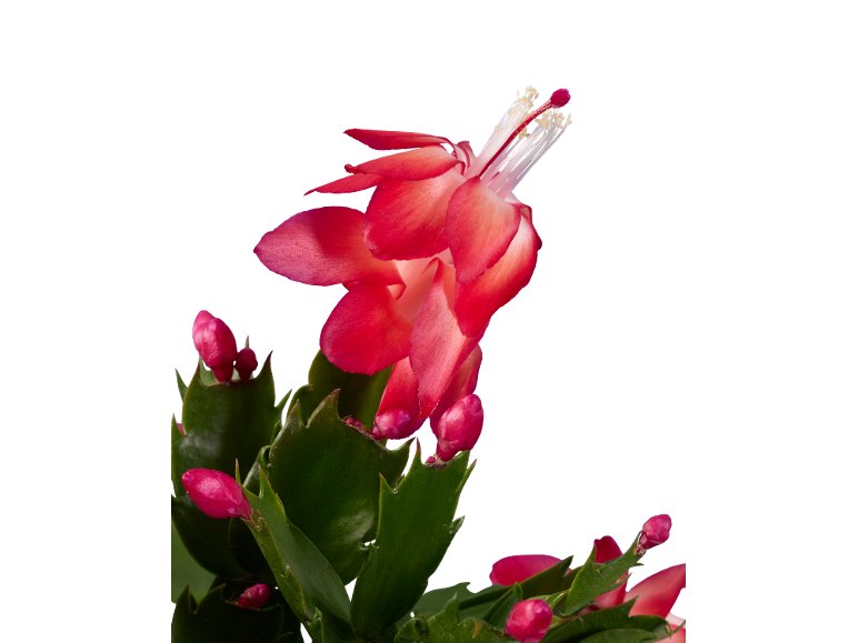 Cactus de Noël