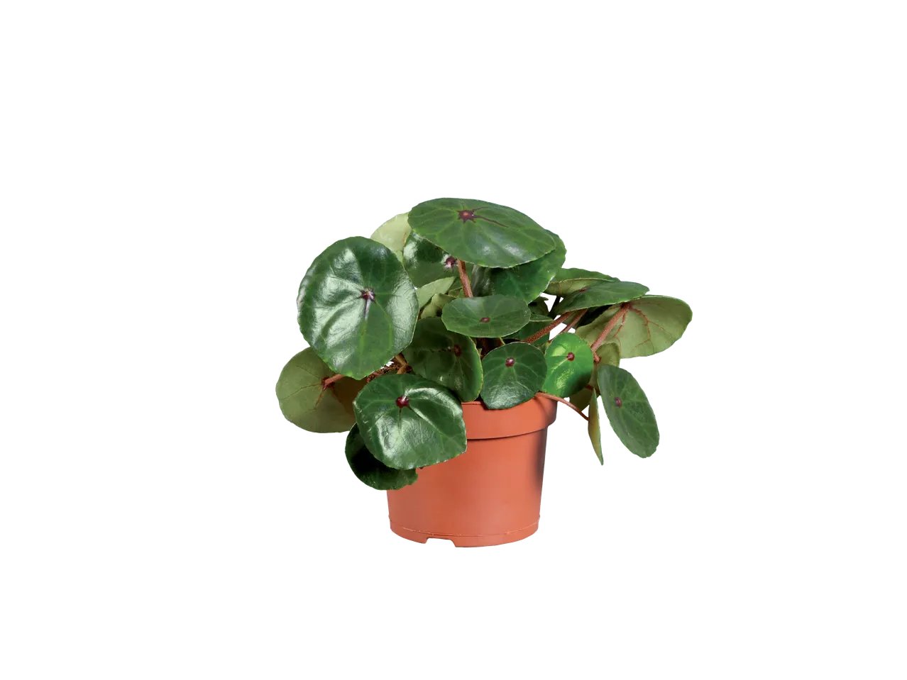 Plante verte