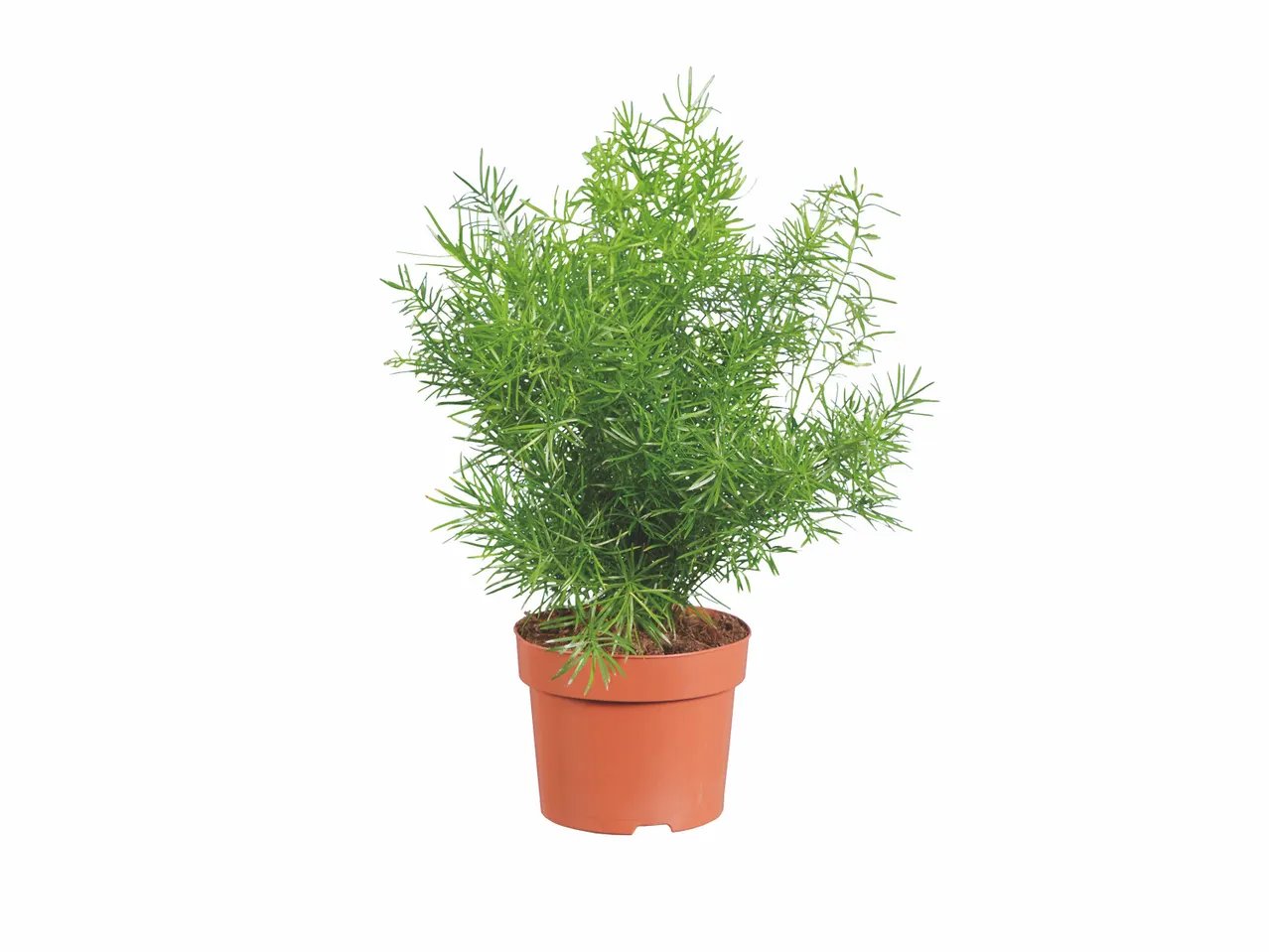 Plante verte