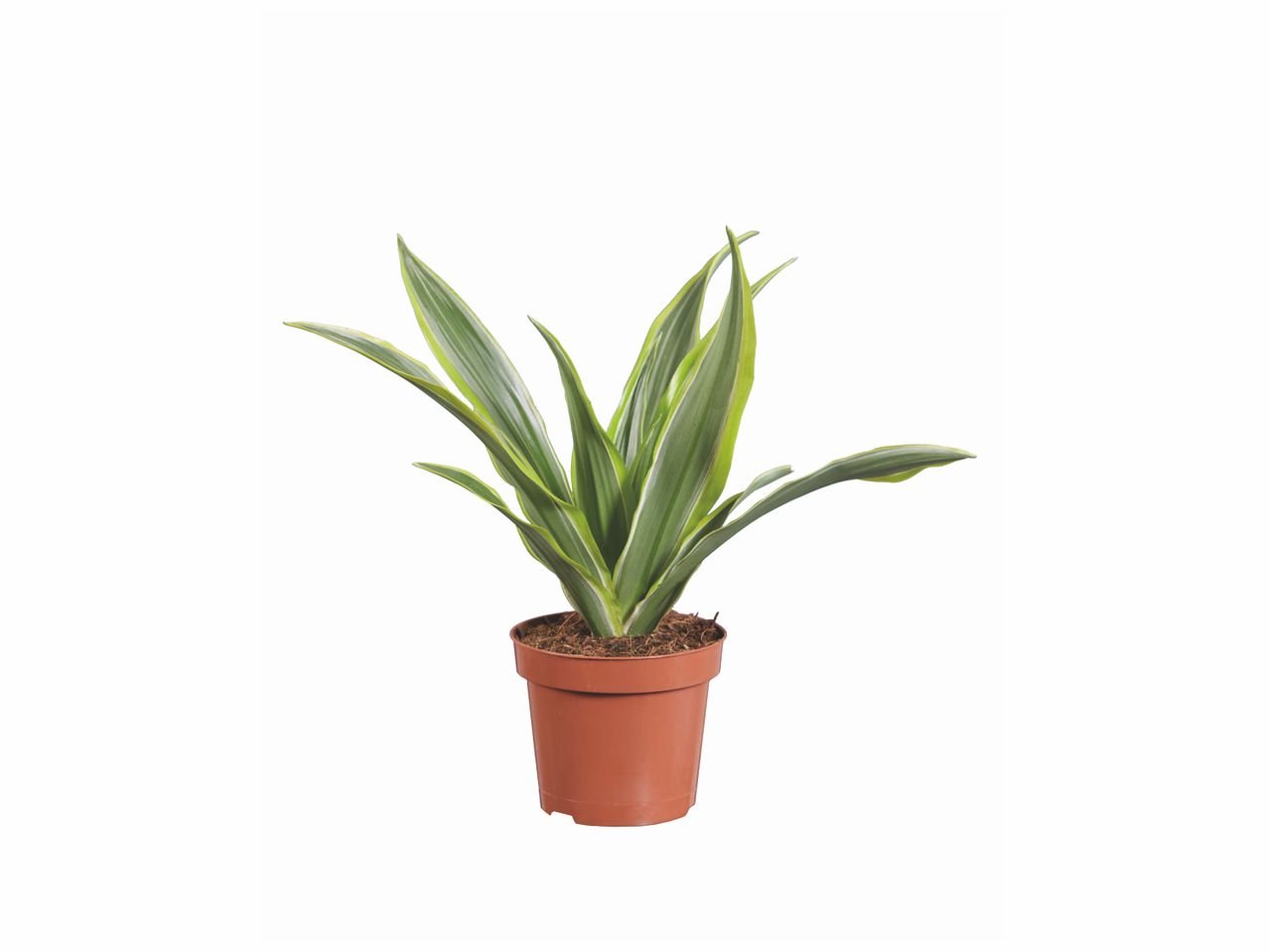 Plante verte