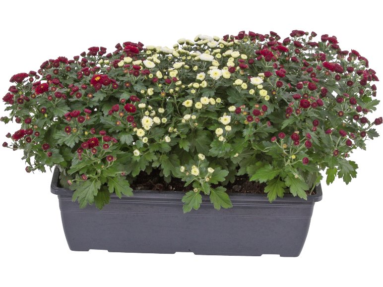 Chrysanthèmes en jardinière