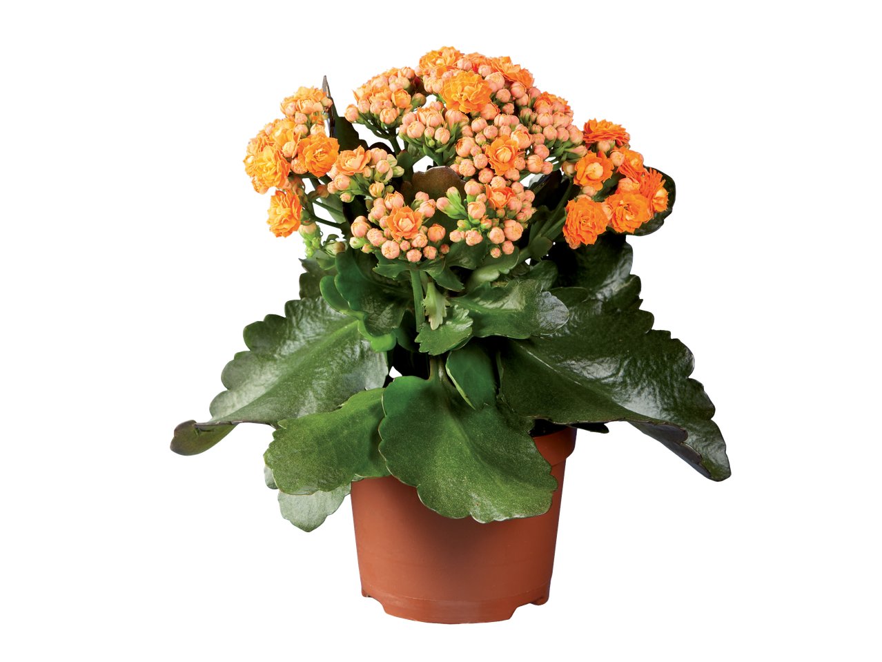 Plante fleurie