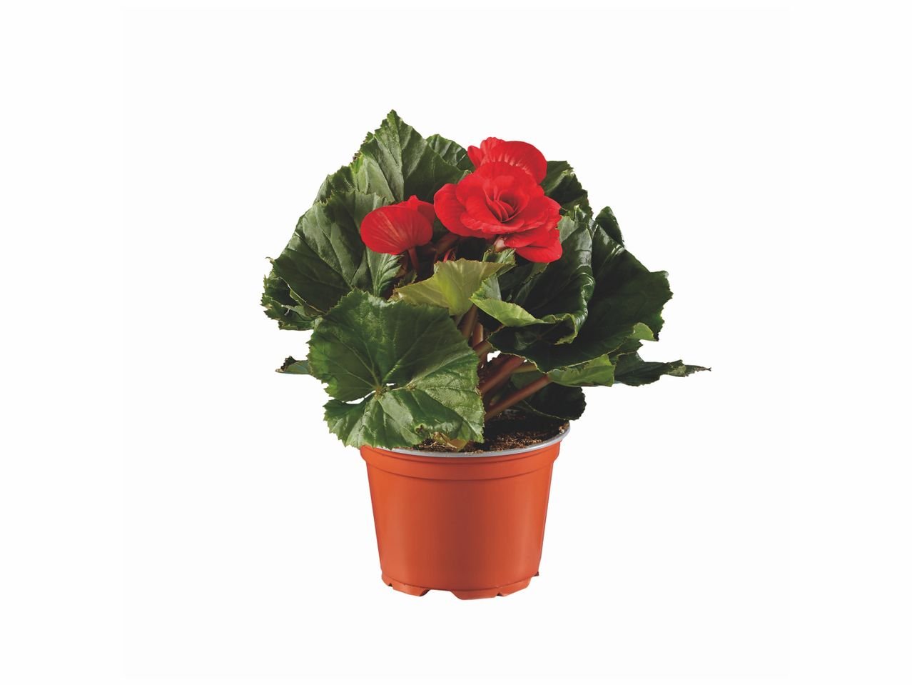 Plante fleurie