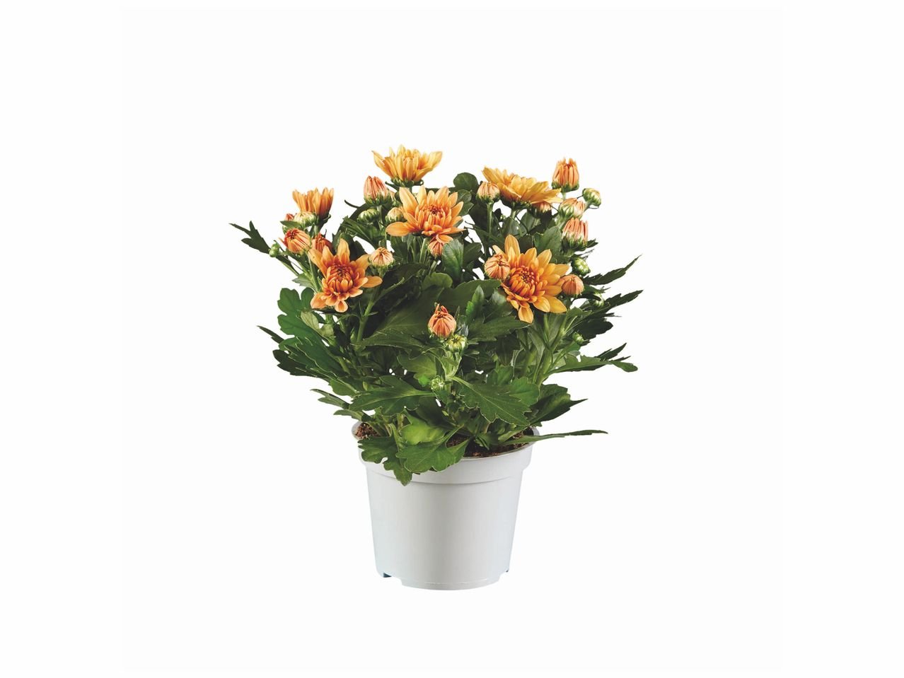 Plante fleurie