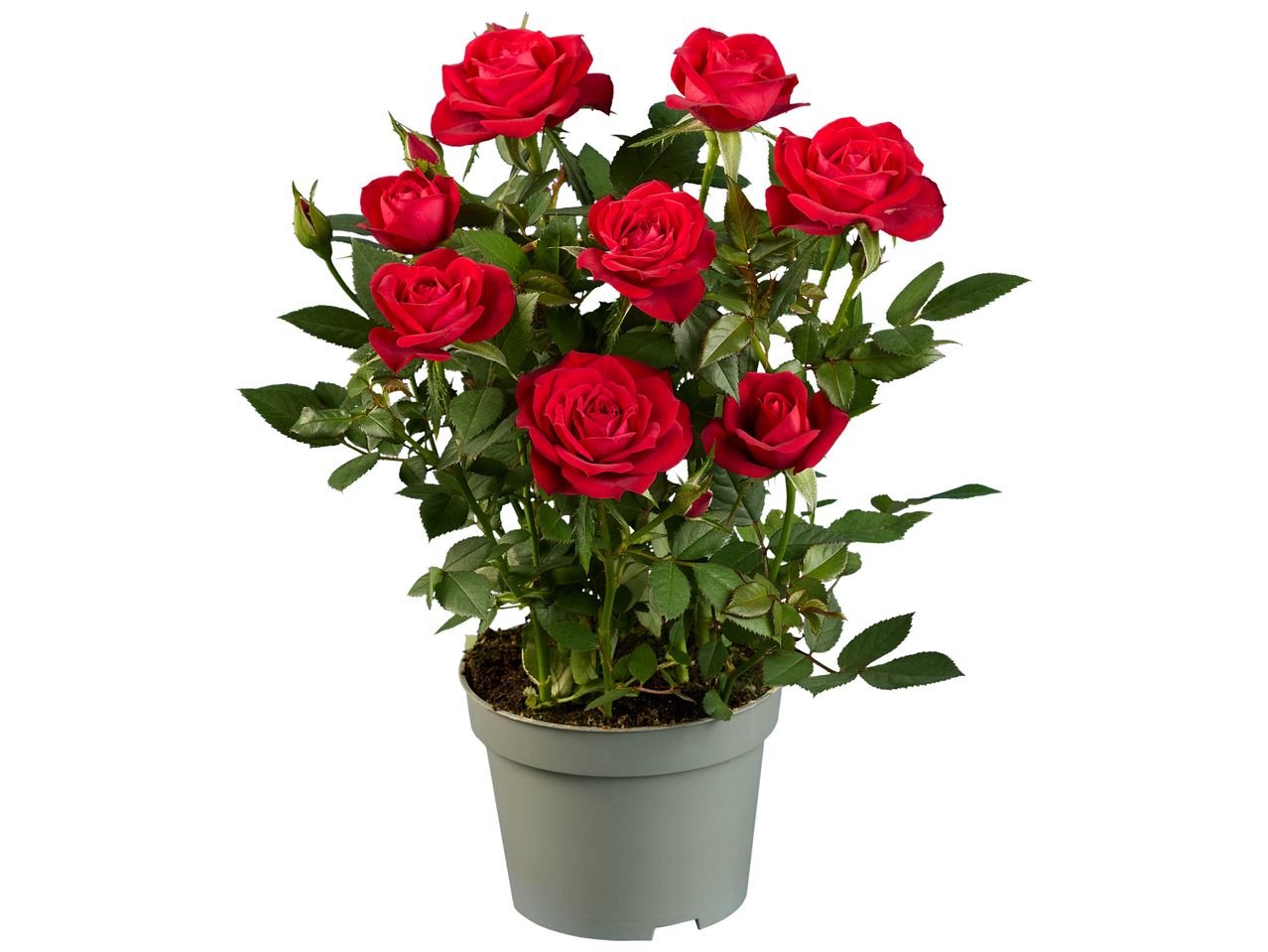 Rosier en pot