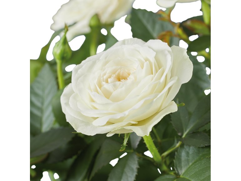 Rosier en pot