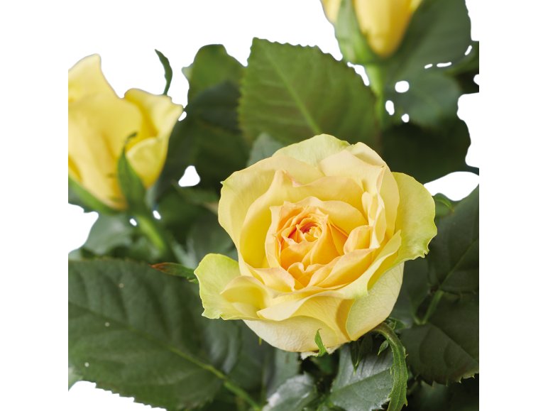 Rosier en pot