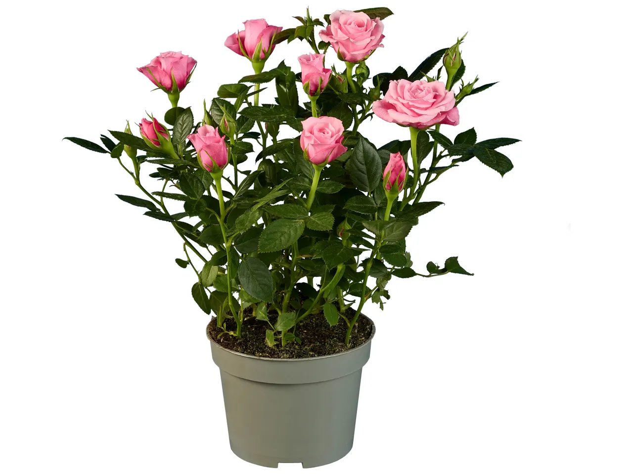 Rosier en pot
