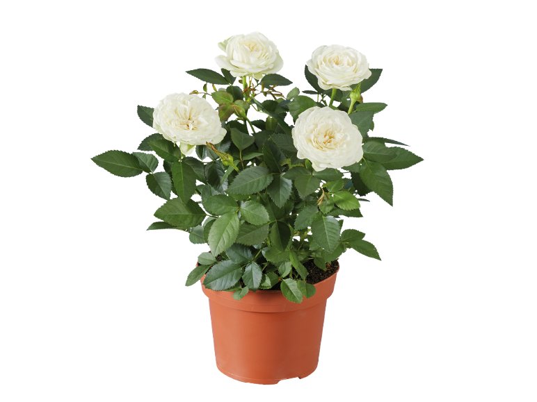 Rosier en pot
