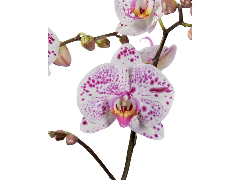 Orchidée 2 tiges