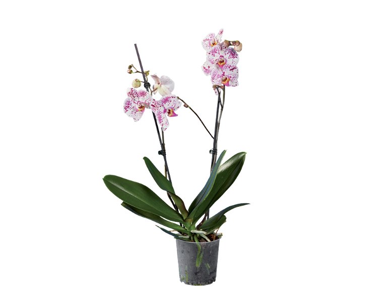 Orchidée 2 tiges
