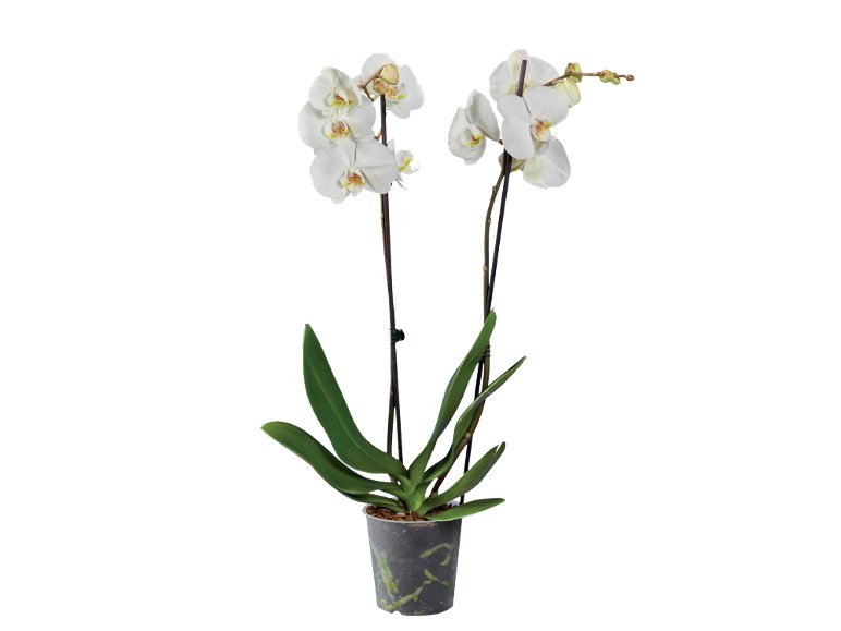Orchidée 2 tiges