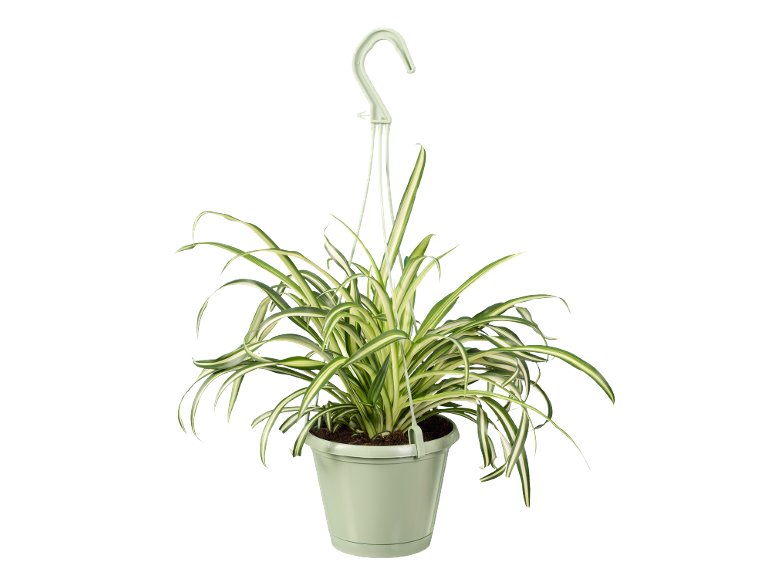 Plante verte à suspendre