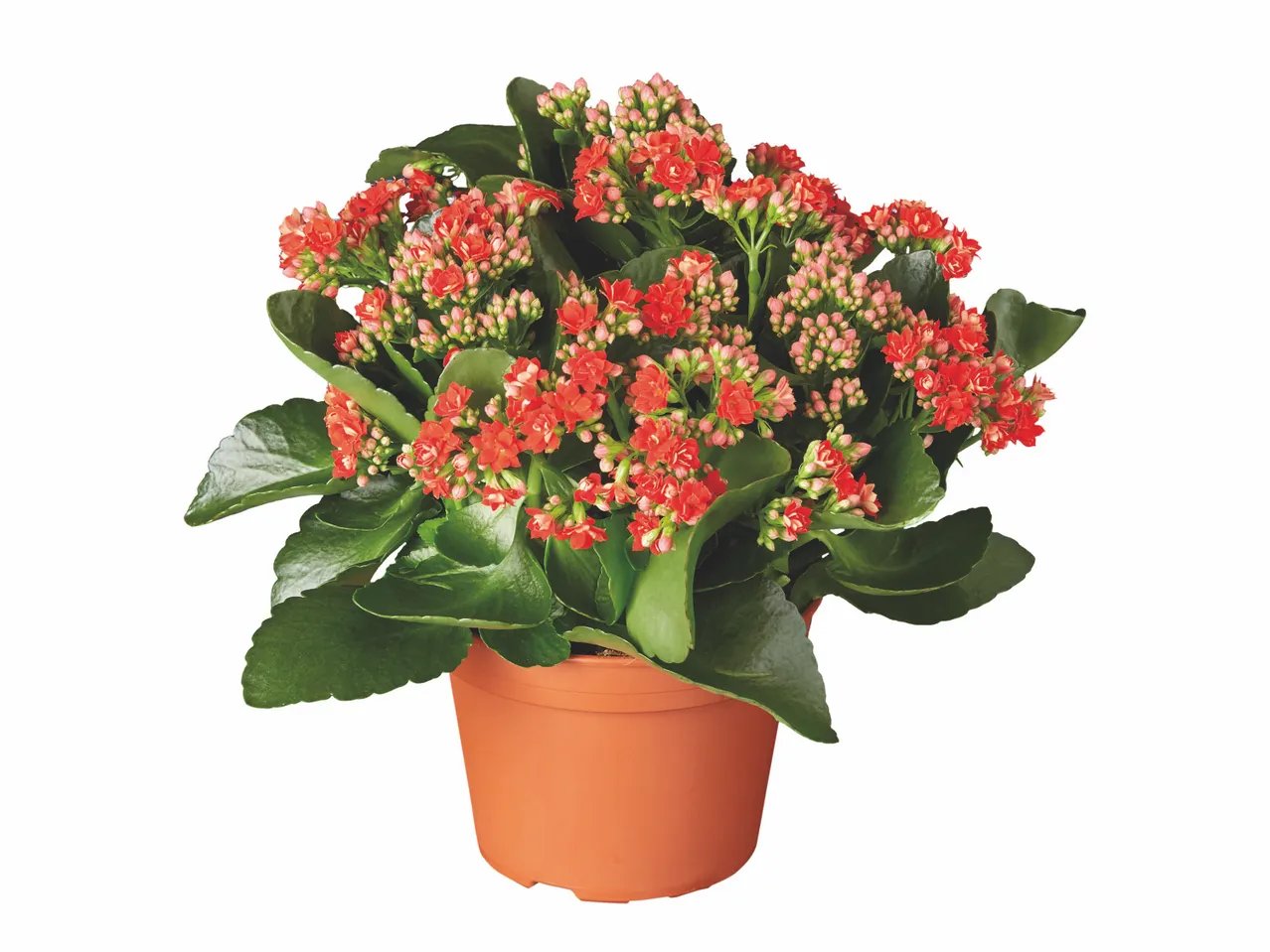 Kalanchoé couleur