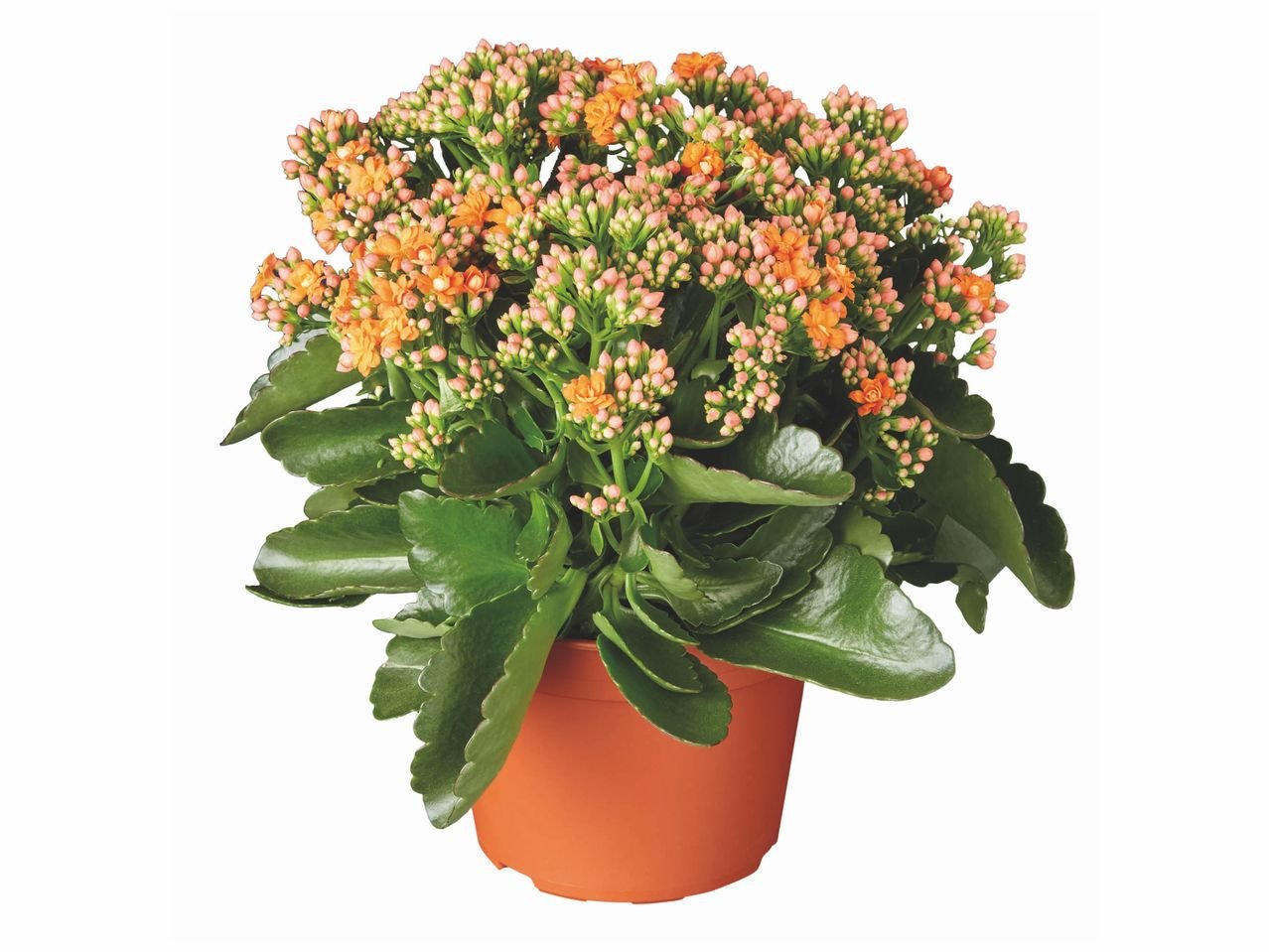 Kalanchoé couleur