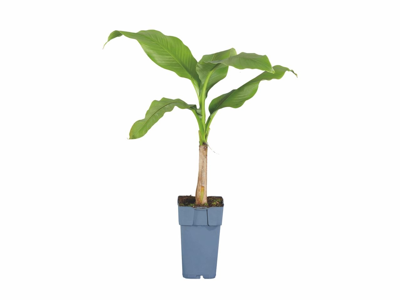 Bananier à planter ou rosier en coupe