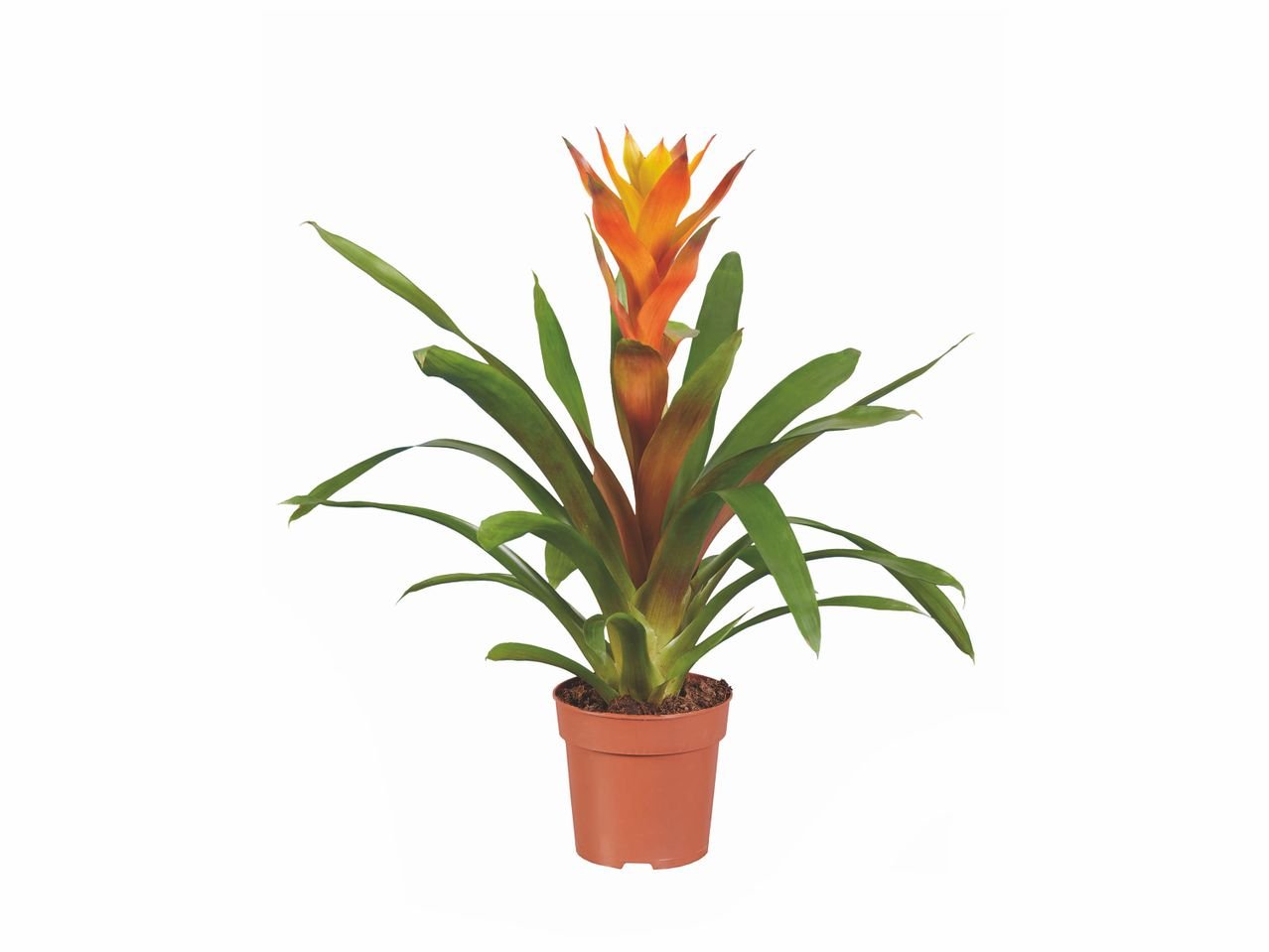 Plante verte et plante fleurie