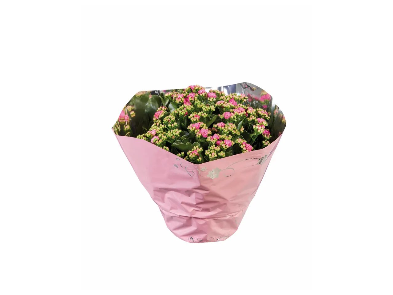 Kalanchoé en coupe