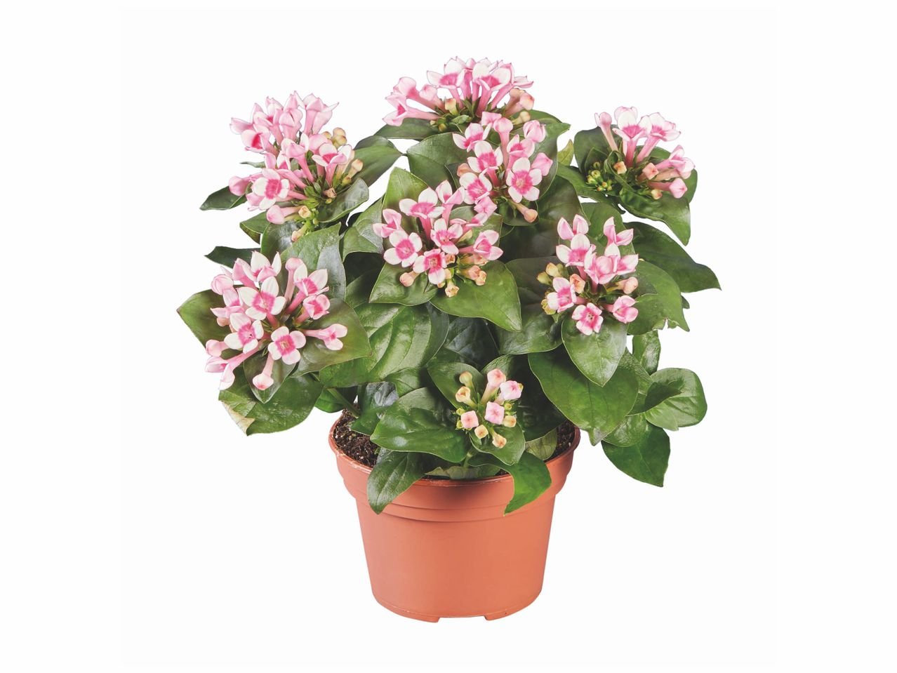Bouvardia
