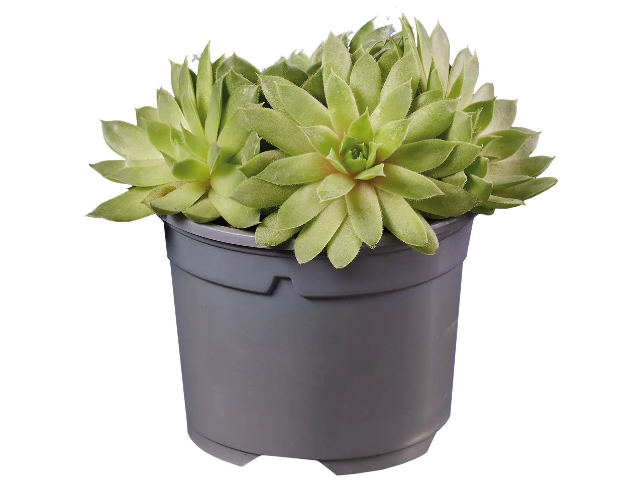 Sempervivum