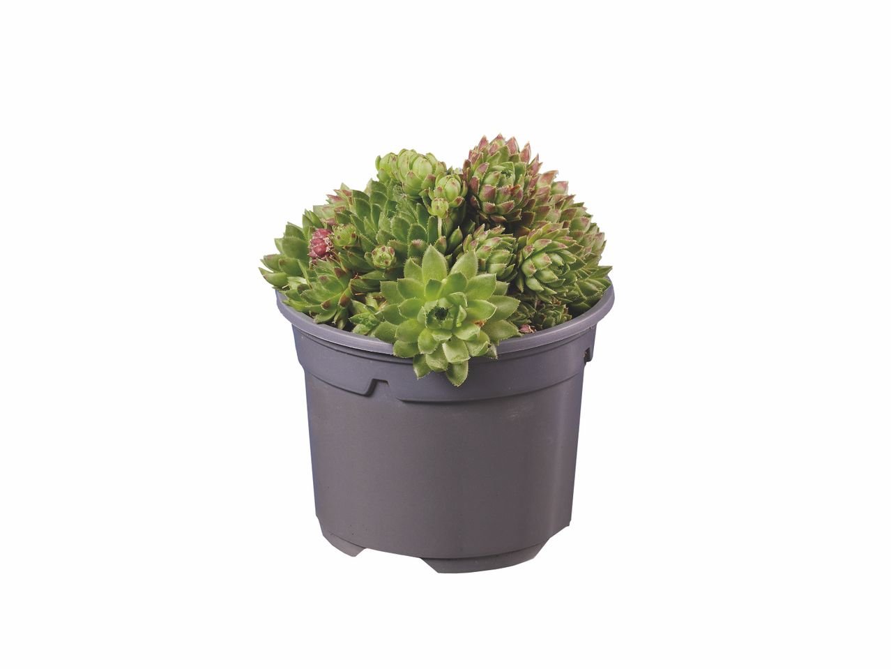 Sempervivum