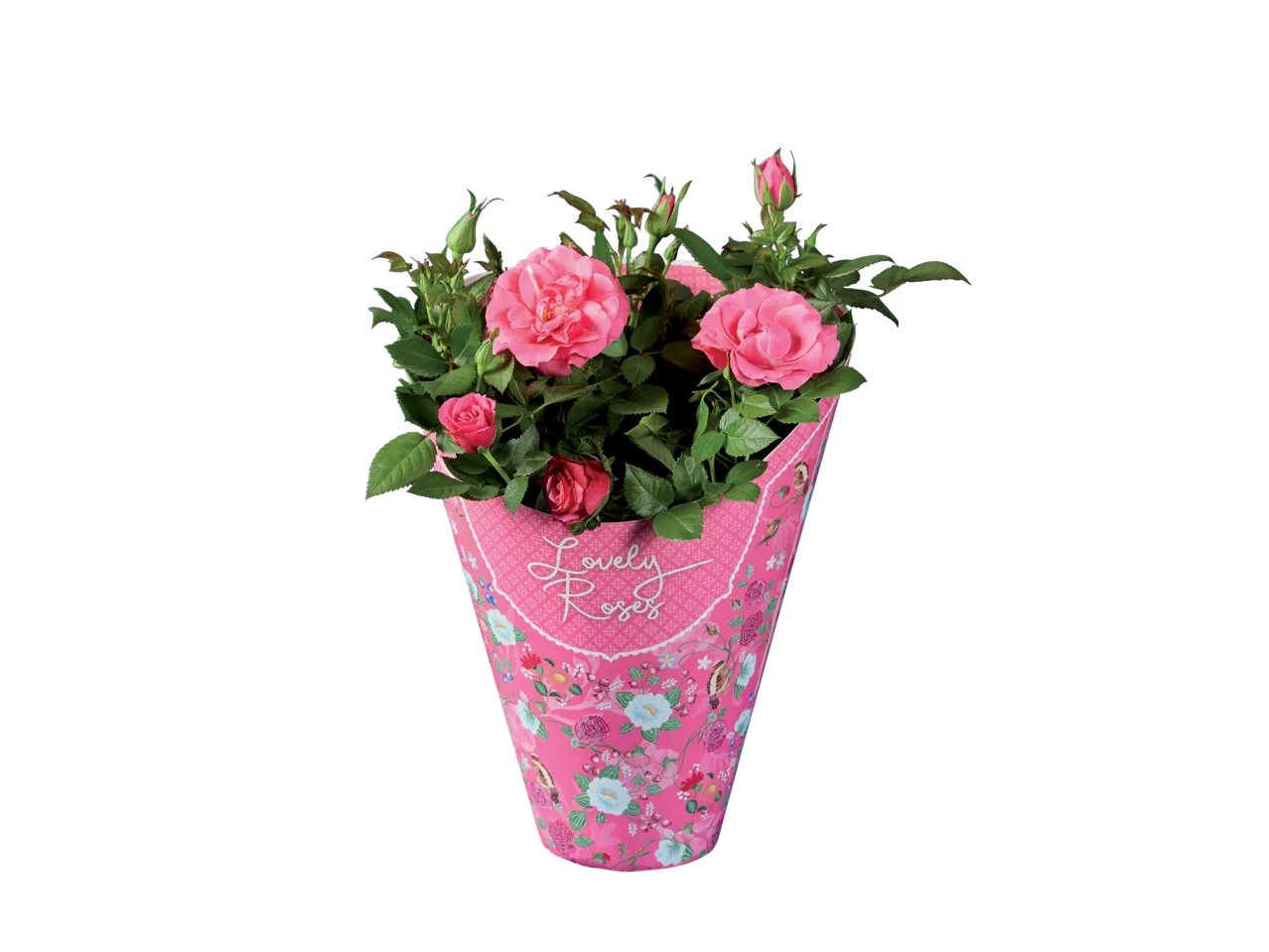 Rosier "Lovely Rose"