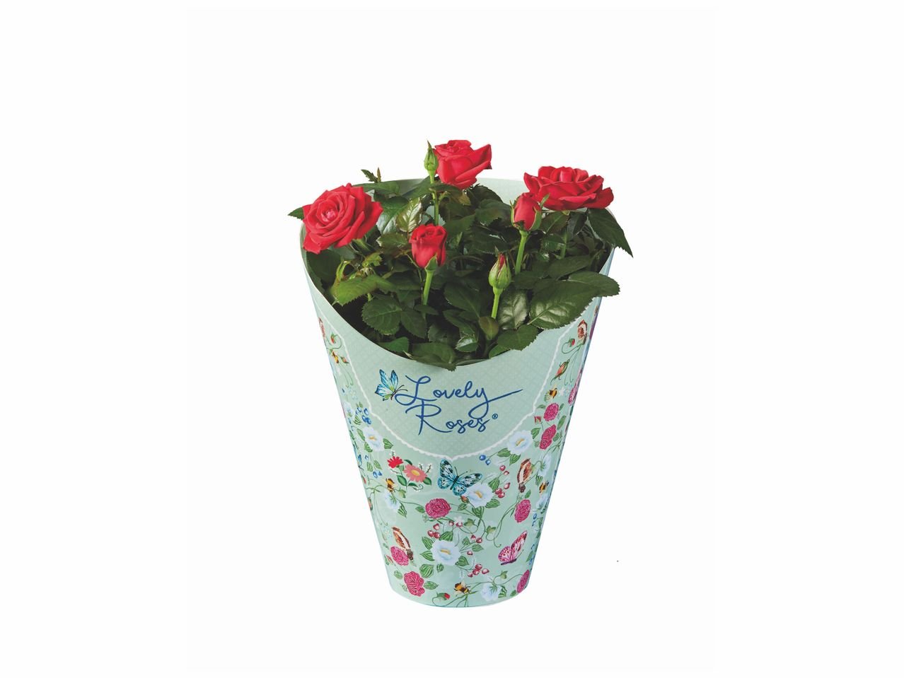 Rosier "Lovely Rose"