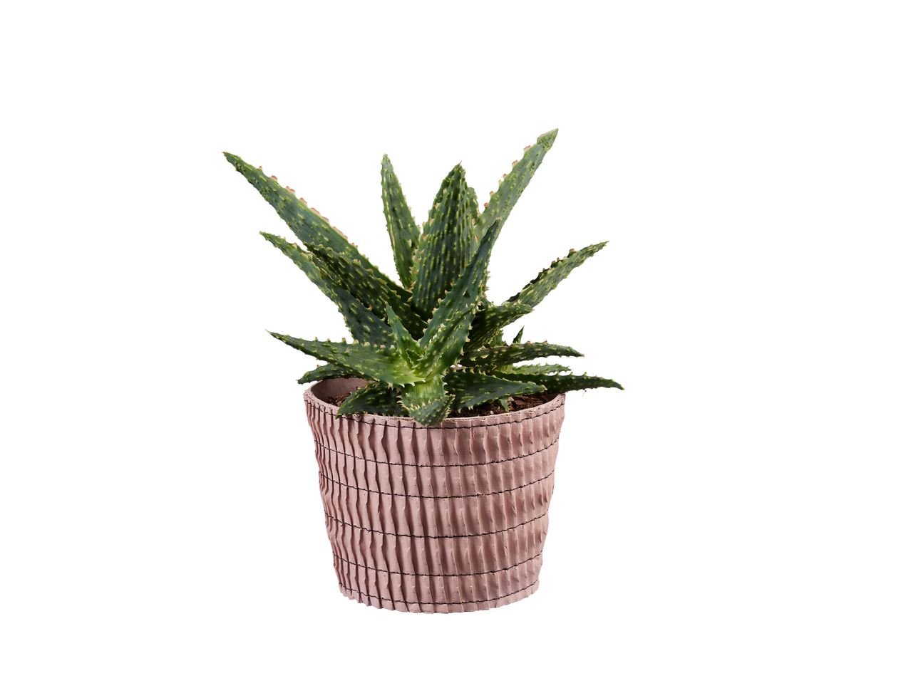 Aloe / Echeveria