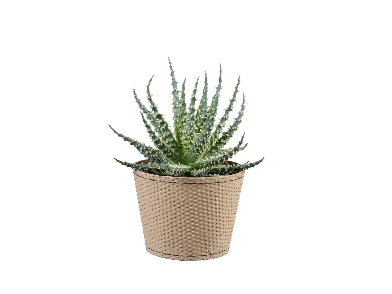 Aloe / Echeveria