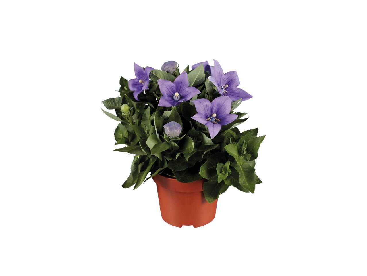 Platycodon