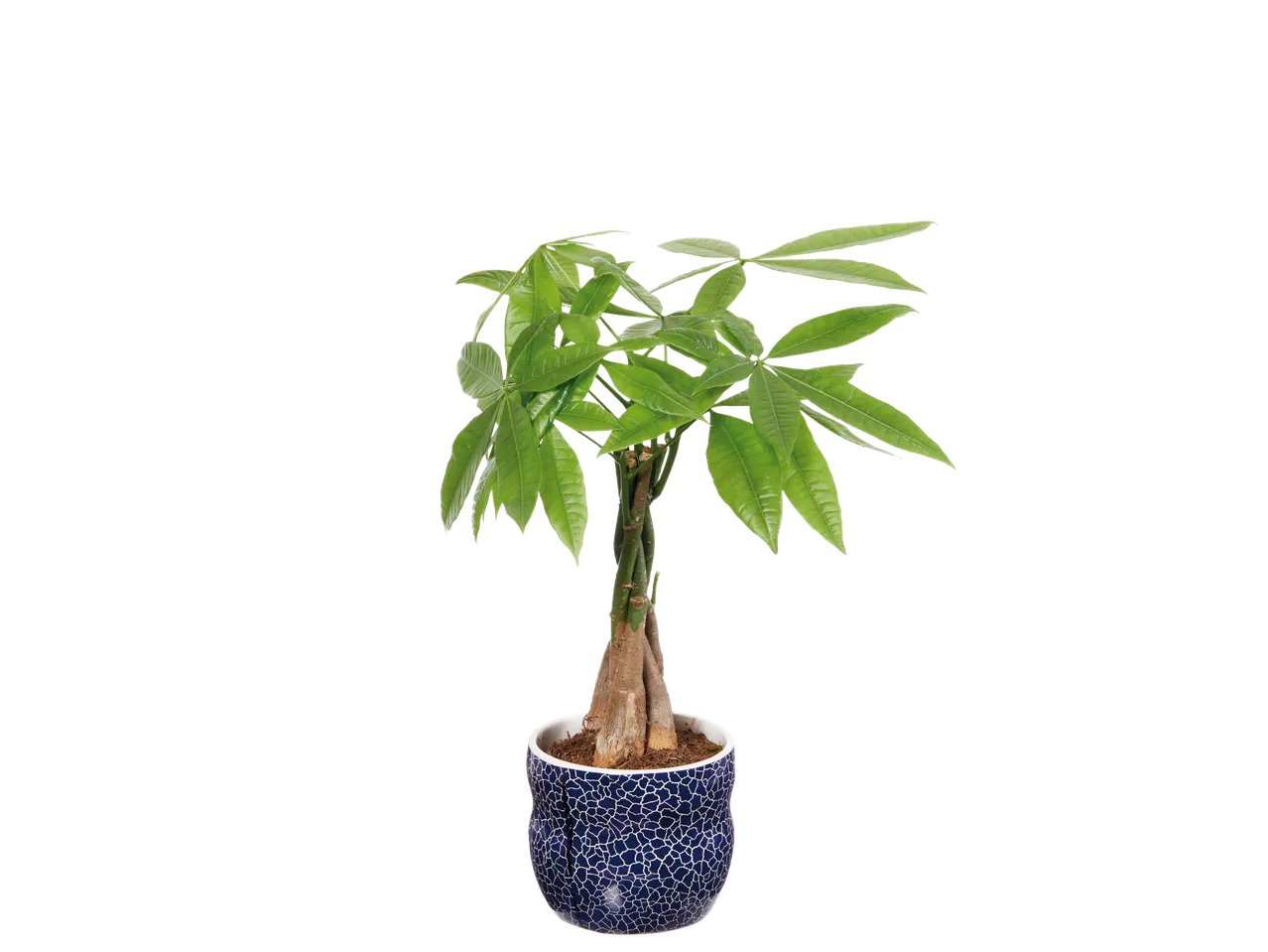 Plante verte en pot céramique