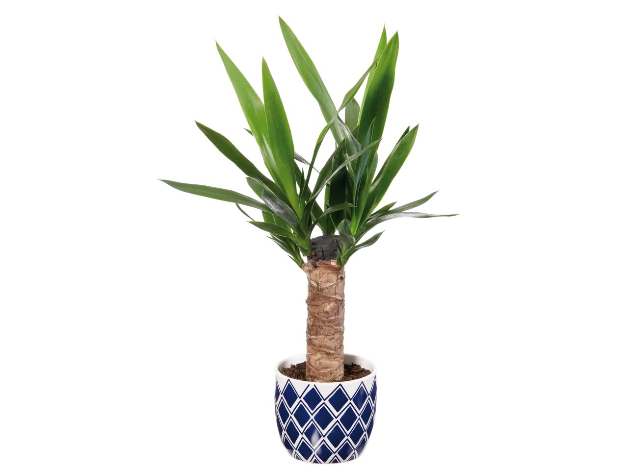 Plante verte en pot céramique