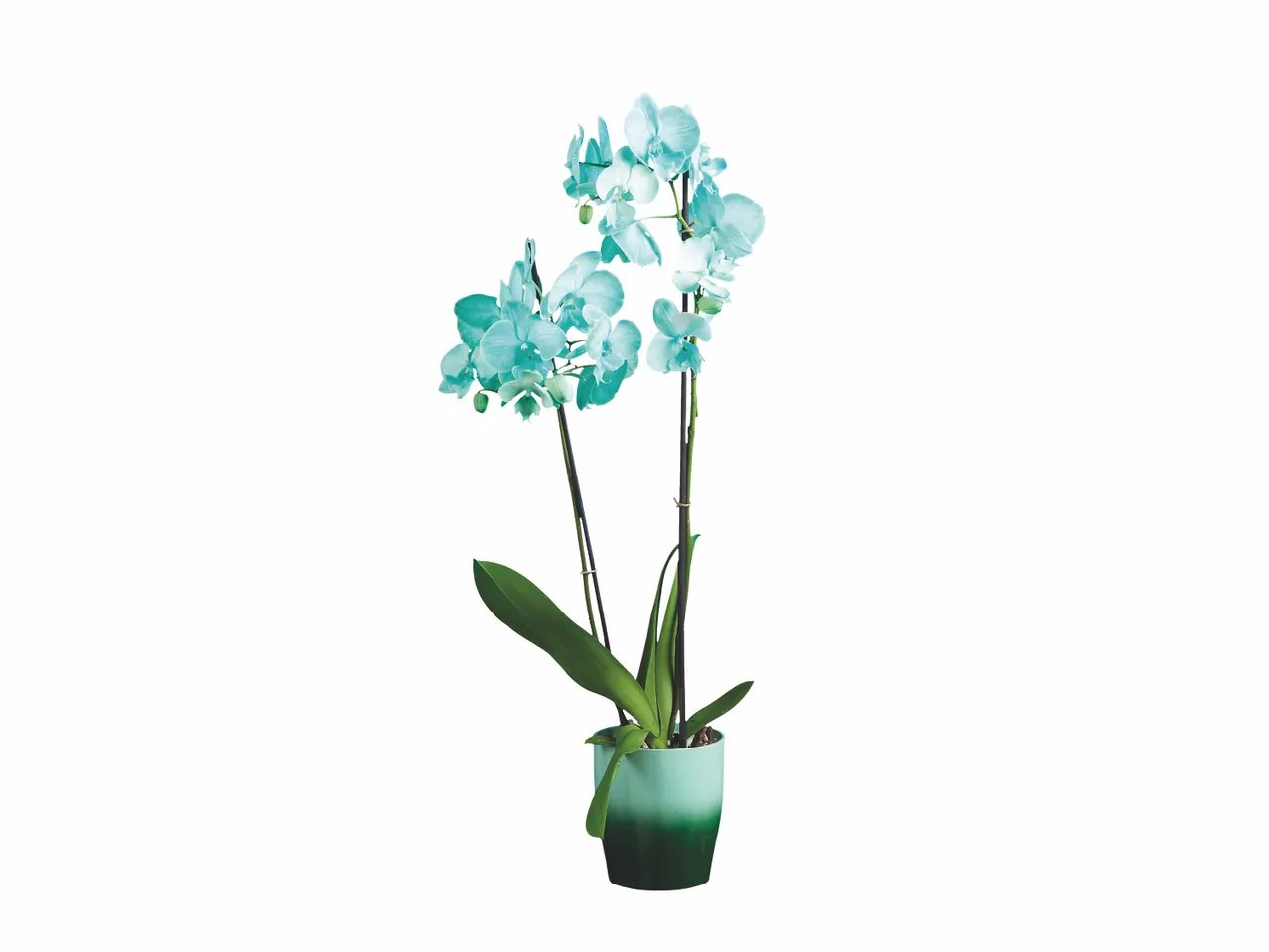 Orchidée royale en pot céramique