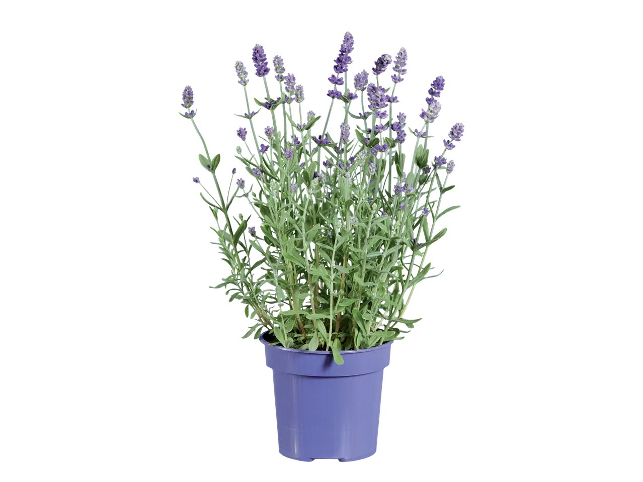 Lavande ou Kalanchoé en vase