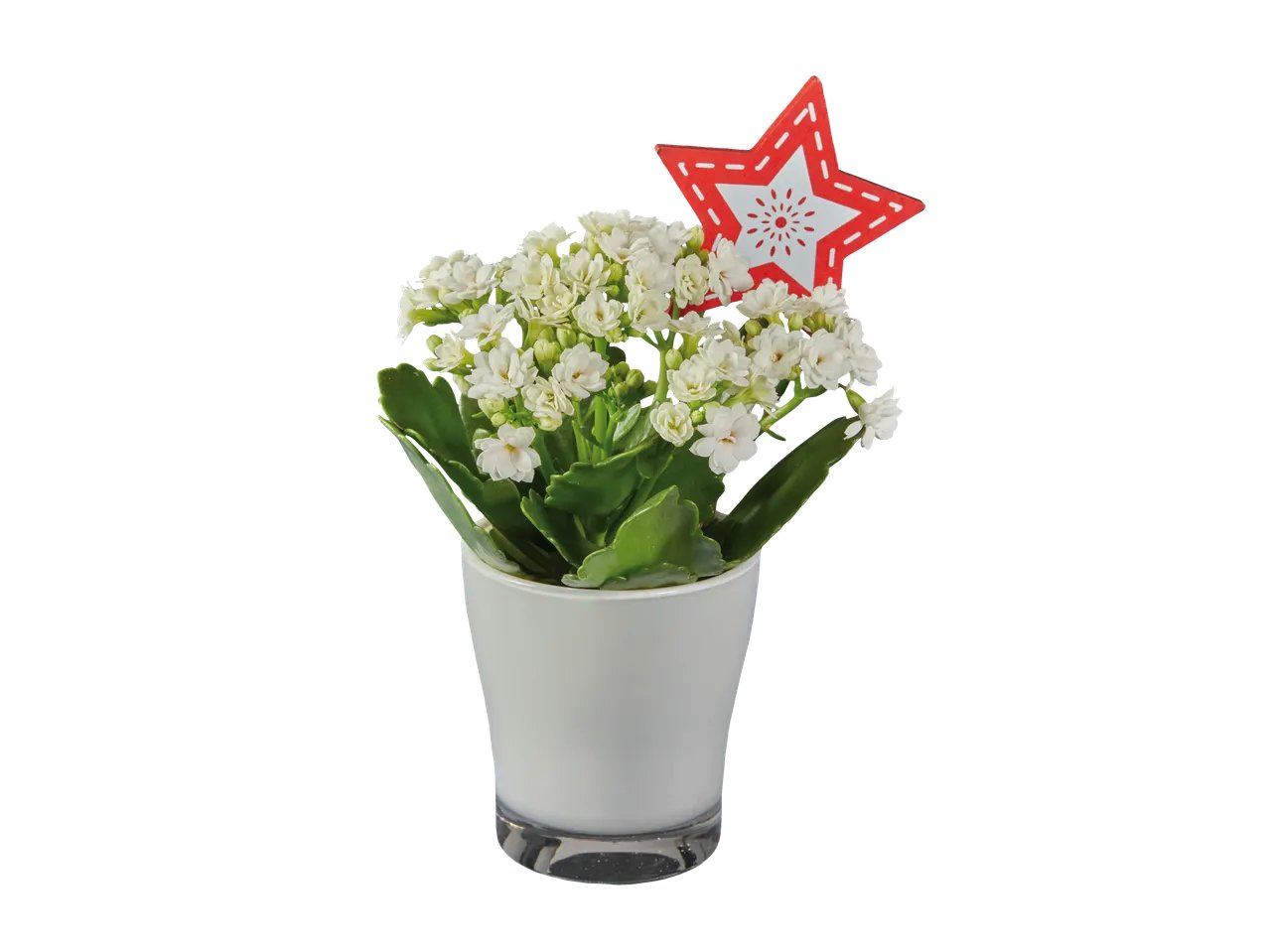 Lavande ou Kalanchoé en vase