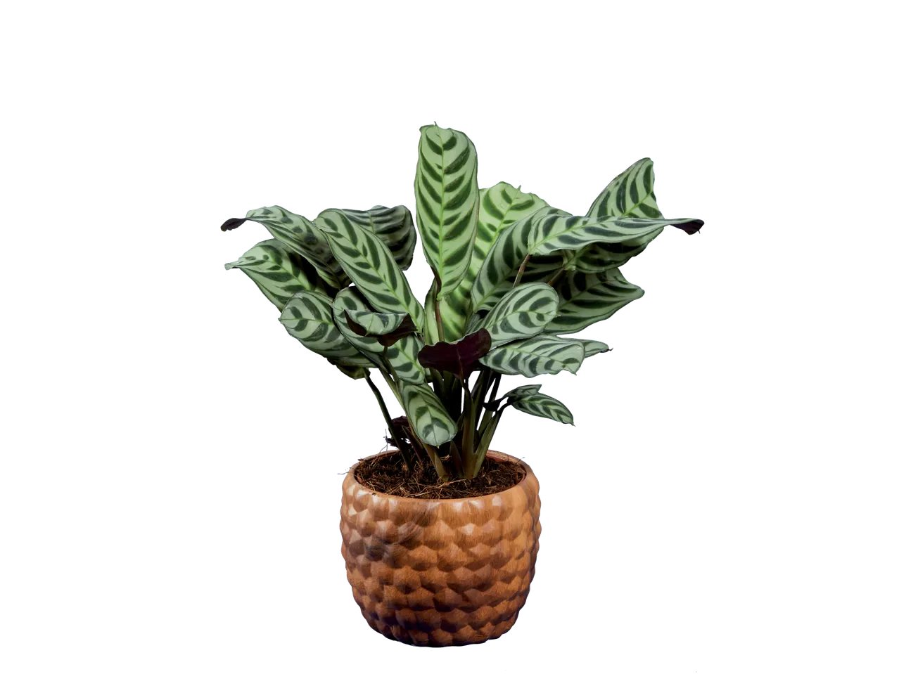 Rosier ou Plante verte en céramique ton bois