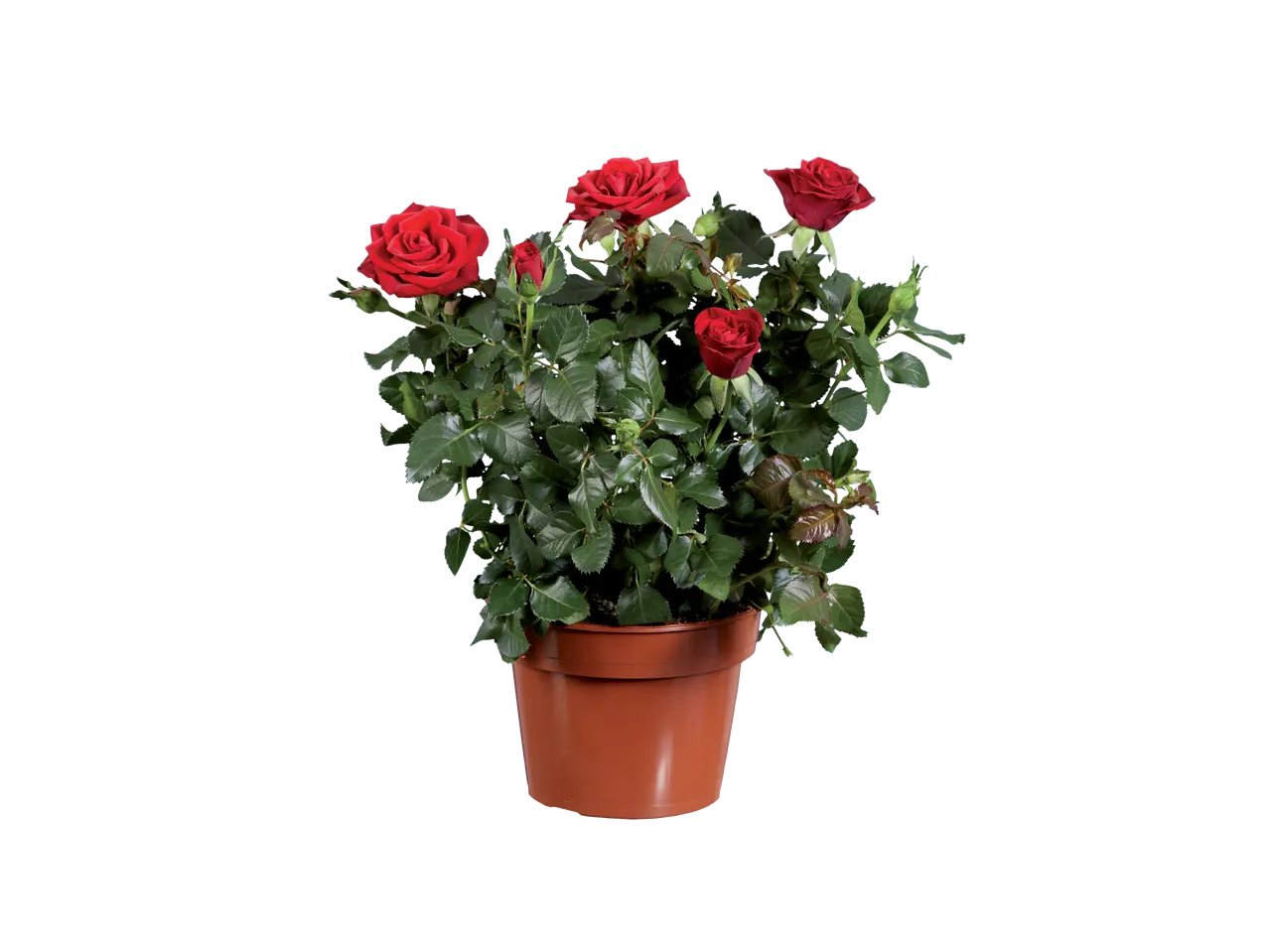 Rosier ou Plante verte en céramique ton bois