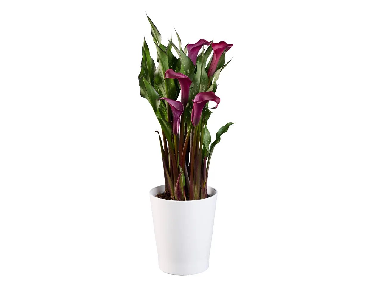 Calla en pot céramique ou Plante verte en corbeille