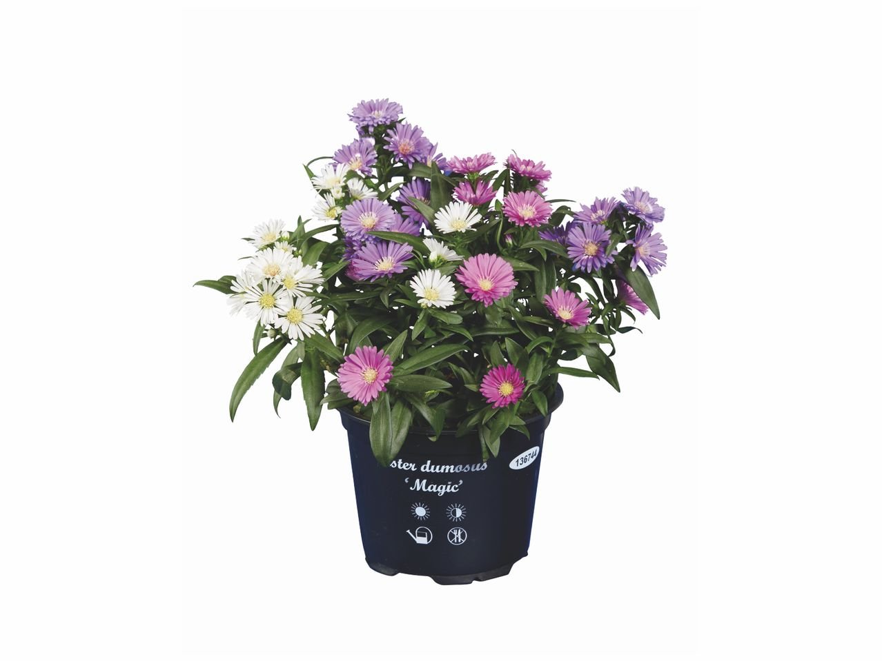 Astier Trio